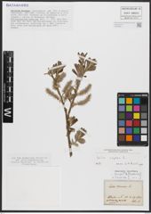 Foto von Salix caprea L.